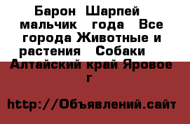 Барон (Шарпей), мальчик 3 года - Все города Животные и растения » Собаки   . Алтайский край,Яровое г.